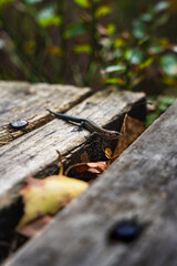Fototapeta na wymiar Small lizard on wooden path