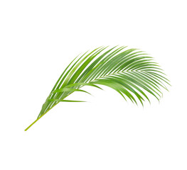 Obraz premium Green leaves of palm tree isolated on white background