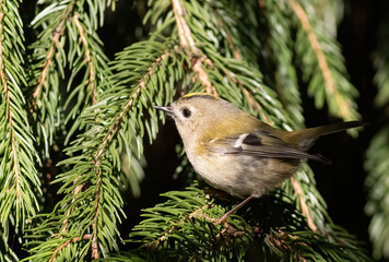 Goldcrest, Regulus regulus. A bird sits on a fir branch