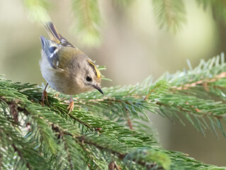 Goldcrest, Regulus regulus. A bird sits on a fir branch