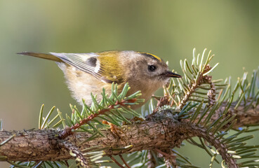 Goldcrest, Regulus regulus. Close-up of a small bird sitting on spruce needles