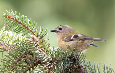 Goldcrest, Regulus regulus. Close-up of a small bird sitting on spruce needles