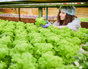 Female gardener holding lettuce and smiling while controlling plant growth in greenhouse. Cheerful woman in garden gloves and disposable hat holding green leafy plant.