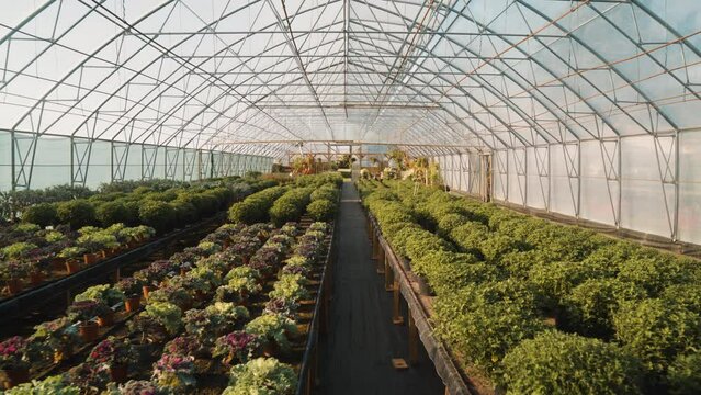 Big greenhouse