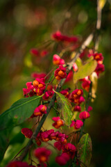Obraz na płótnie Canvas red berries in autumn
