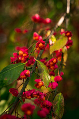Obraz na płótnie Canvas red berries on a bush