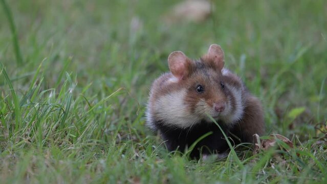 The European hamster (Cricetus cricetus) looking up from grass at cemetery, Vienna, Austria. 4K, Slow motion, 50 fps.