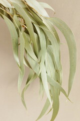 Obraz premium Dried Eucalyptus branches on beige background .floral card, botanical poster