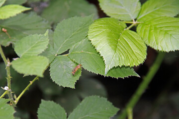 Gemeine Skorpionsfliege