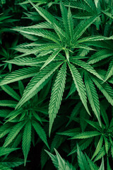Naklejka na ściany i meble Cannabis Plant