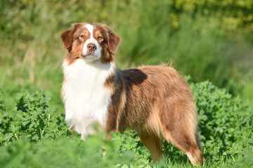 Australian Shepherd dog standing sideways to the camera