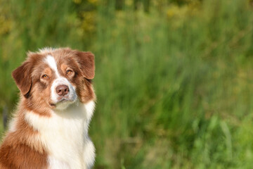 Dog australian shepherd looking at the camera from the side