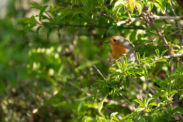A robin sitting in a thorny bush. Erithacus rubecula.