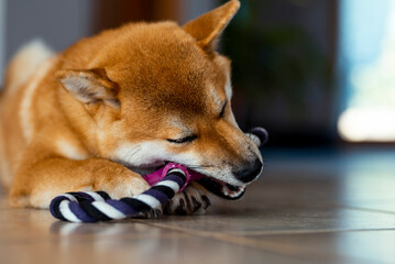 Playful young puppy shiba inu playing with canine toy on the ground at home in happy indoor leisure activity. Concept of dog owner and healthy pets care