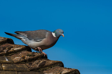 Woodpigeon in the sunshine on a roof, Columba palumbus, wood pigeon