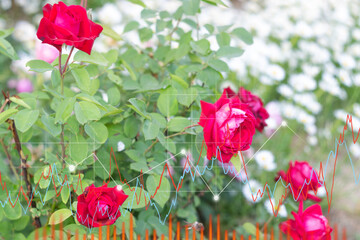 Red rose flowers, buying and selling schedule, flower business. Bright colorful flowers