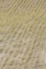 A close-up of newly planted European Beachgrass in the dunes

