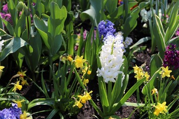 Garden. Spring flowers, tulips, hyacinths, daffodils, daisies, forget me not.
