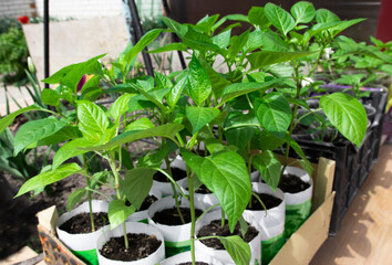 Pepper seedlings ready for transplanting in pots outdoors. Gardening, growing vegetables at home.