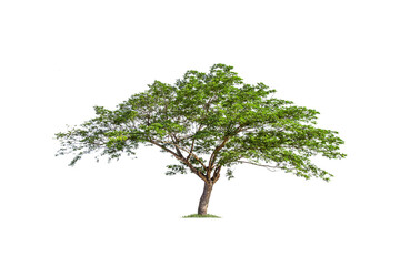 isolated big tree on White Background. tropical trees isolated used for design, advertising and...