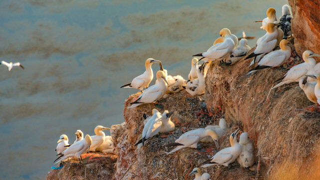 Wild nesting north Atlantic gannets with young chicks at red limestone cliffs island Helgoland, biggest rookery in Germany at sunset colors