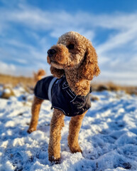 dog in snow