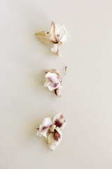 dry orchid flowers close up on beige background . macro flower.Minimal floral card. Botanical poster.
