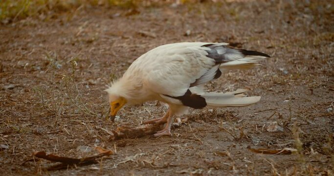 Lappet vulture holds on bone to eat the meat off