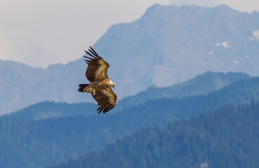 Griffon Vulture (Gyps fulvus) lives on rocky and mountainous terrain, and builds nests on rocks.
