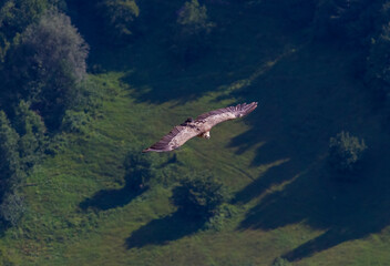 Griffon Vulture (Gyps fulvus) lives on rocky and mountainous terrain, and builds nests on rocks.