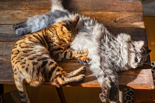 西陽を浴びて寝るベンガル猫とサバトラ猫