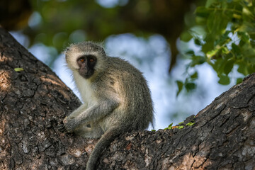 Monkey in a tree