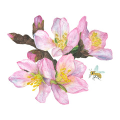 Watercolor illustration, composition, a sprig of cherry blossoms, sakura in bloom. isolate on a white background.