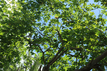 green tree leaves with bright sunlight