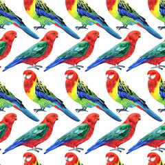 Obraz premium Watercolor cute parrot pattern. Pattern parrot. Watercolor cute animal. Watercolor cute bird. Hand painting postcard isolated white background. birds. cute pattern. cute parrot pattern.