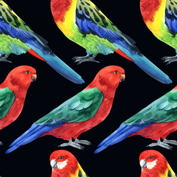 Watercolor cute parrot pattern. Pattern parrot. Watercolor cute animal. Watercolor cute bird. Hand painting postcard isolated white background. birds. cute pattern. cute parrot pattern.