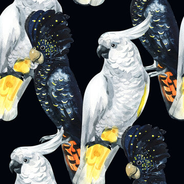 Watercolor cute parrot pattern. Pattern parrot. Watercolor cute animal. Watercolor cute bird. Hand painting postcard isolated white background. birds. cute pattern. cute parrot pattern.