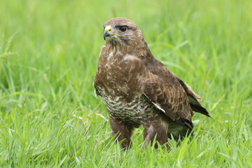 A portrait of a Common Buzzard in a meadow
