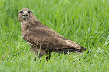 A portrait of a Common Buzzard in a meadow looking at photographer
