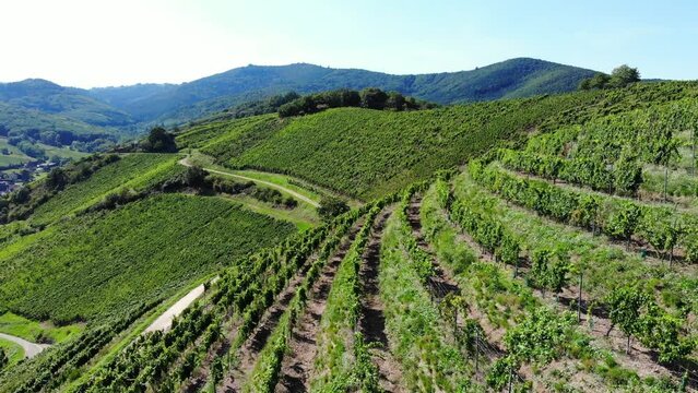 Scenic landscapes of Alsace, famous wine making region at Franc. Vineyard rows bending on hill slope, aerial shot. Green Vosges mountains seen on background. Taken at sunny summer day