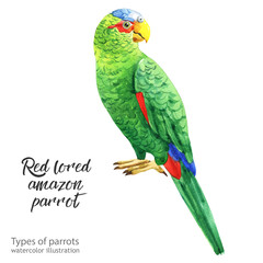 red lored amazon parrot.Watercolor cute parrot. Watercolor cute animal. Watercolor cute bird. Hand painting postcard isolated white background. birds