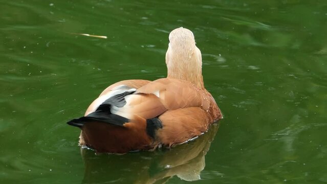 Ruddy shelduck on water. (Tadorna ferruginea)