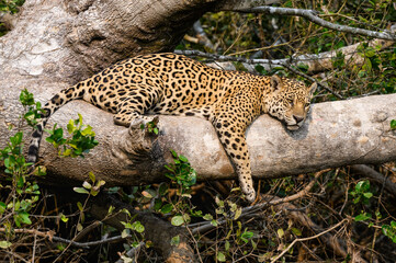 Wild Jaguar lying down on fallen tree trunk in Pantanal, Brazil