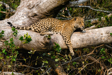 Wild Jaguar lying down on fallen tree trunk in Pantanal, Brazil © FotoRequest
