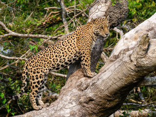 Wild Jaguar standing on fallen tree trunk in Pantanal, Brazil