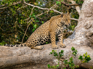 Wild Jaguar sitting on fallen tree trunk in Pantanal, Brazil