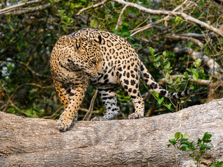 Wild Jaguar standing on fallen tree trunk in Pantanal, Brazil