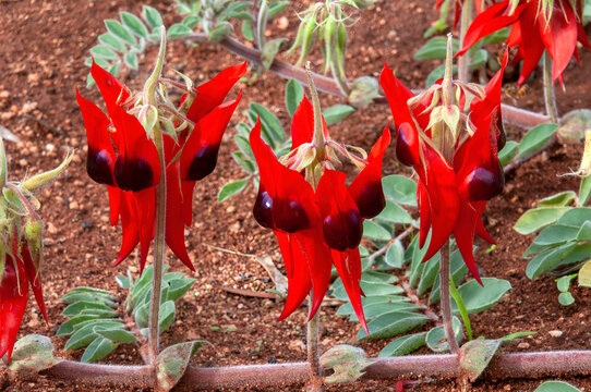 Mourquong Australia, flowering sturt's desert pea vine