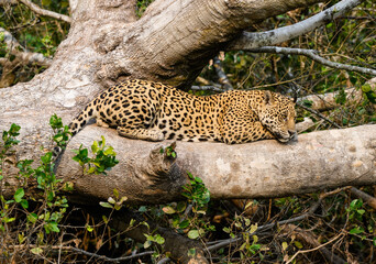 Wild Jaguar lying down on fallen tree trunk in Pantanal, Brazil