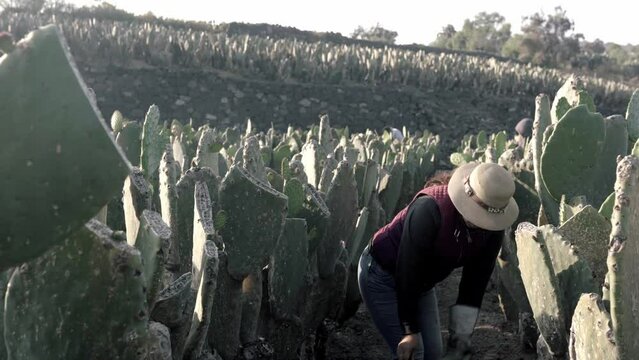 An adult woman is harvesting nopal with the hands using protective gloves.